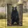 Black Bear Rocky River Stones Autumn Leaves Forest Trees - Wildlife Lover Home Decor Gift Garden Flag - 1