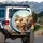 Goldendoodle Labradoodle Dogs Suburban Road - Dog Lover Gift Spare Tire Cover - 3