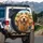 Smiling Golden Retriever Pack & Wagging Tongues - Everyday Dog Lover Gift for Pet Owners Spare Tire Cover - 3