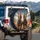 Brown Horses Aviator Goggles Bandana - Travel Essentials Gift for Horse Lovers Spare Tire Cover - 3