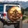 Five Fluffy Poodle Dogs Golden Hour Journey - Travel Adventure Gift Spare Tire Cover - 3