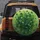 Rich Green Clover Field - Fresh Natural Decor Nature Lover Gift Spare Tire Cover - 5