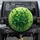 Rich Green Clover Field - Fresh Natural Decor Nature Lover Gift Spare Tire Cover - 1