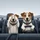 Jack Russell Terriers Driving Steering Wheel - Pet Parent Auto Accessory Gift Spare Tire Cover - 6
