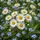 Large Pristine White Daisies Bright Yellow Centers Sky-Blue Forget-Me-Nots Green Foliage - Nature Lover Gift Spare Tire Cover - 6