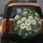 Large Pristine White Daisies Bright Yellow Centers Sky-Blue Forget-Me-Nots Green Foliage - Nature Lover Gift Spare Tire Cover - 5
