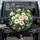 Large Pristine White Daisies Bright Yellow Centers Sky-Blue Forget-Me-Nots Green Foliage - Nature Lover Gift Spare Tire Cover - 1