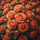 Vibrant Orange Roses Petal Detail Floral Tapestry - Floral Lover Gift Spare Tire Cover - 6