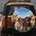 Diverse Dogs Labradors Rottweiler Clear Sky Wispy Clouds Foliage - Pet Lover Gift Spare Tire Cover - 5