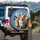 Joyful Corgi Golden Retriever Dogs Mountain Landscape - Travel Essentials Dog Lover Gift Spare Tire Cover - 3