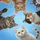 Curious Ginger Tabby Calico White Cats Blue Sky - Cat Lover Everyday Gift Spare Tire Cover - 6