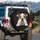 Expressive Curious Friendly Bulldog Puppy on Ledge Black Background Dog Lover Gift Spare Tire Cover - 3