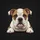Expressive Curious Friendly Bulldog Puppy on Ledge Black Background Dog Lover Gift Spare Tire Cover - 6