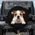 Expressive Curious Friendly Bulldog Puppy on Ledge Black Background Dog Lover Gift Spare Tire Cover - 1