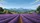 Lavender Field European Farmhouse Mountain Path Road Trip Gift Car Sunshade - 7