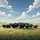 Black Yak Herd Grassy Hill Blue Sky Landscape - Wildlife Lover Gift Spare Tire Cover - 6