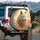 White Wolf Golden Tribal Dreamcatchers Desert - Wildlife Lover Gift Spare Tire Cover - 3