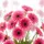 Lush Pink Gerbera Daisies Floral Home Decor Gift for Flower Lovers Spare Tire Cover - 6