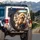 Golden Goldendoodle Poodle Puppies Car Scene Natural Landscape - Adventure Travel Gift Spare Tire Cover - 3