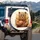 Friendly Winking Brown Bear Oversized Glasses Crunchy Snack - Car Decor Gift Spare Tire Cover - 3