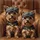 Yorkshire Terriers Newsboy Caps Upholstered Seating Wood Grain - Dog Lover Gift Spare Tire Cover - 6