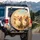 Fluffy Pomeranian Dogs Expressive Eyes Wildflower Hills Sky - Outdoor Adventure Gift Spare Tire Cover - 3