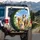 Diverse Dog Breeds Golden Retriever Australian Shepherd - Pet Lover Gift Spare Tire Cover - 3