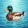 Mallard Duck Active Swimming Clear Water Frothy Splashes - Wildlife Lover Gift Spare Tire Cover - 6