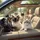 Siamese Ragdoll Cats Driving Luxury Vehicle Interior - Cat Lover Gift for Car Owners Spare Tire Cover - 6