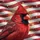 Northern Cardinal American Flag Gold Stars - Independence Day Gift for Bird Lovers Spare Tire Cover - 6