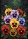 duiyfppz/products/69ff51924d59b3ab736b849e/gallery/-sACcqRRFa