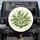 Lily of the Valley Berries Green Leaves Floral - Nature Lover Home Decor Gift Spare Tire Cover - 1