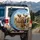 Cocker Spaniel Dogs Motion Blur Landscape - Pet Lover Gift for Dog Owners Spare Tire Cover - 3