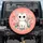 White Grey Striped Cat Pink Daisy Flowers Teal Dots Coral Background - Cat Lover Home Decor Gift Spare Tire Cover - 1