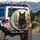 Amber Eye Black Cat Poppy Aster Meadow Nature Lover Gift for Cat Lover Spare Tire Cover - 3