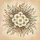 White Daisy Flowers Golden Centers Botanical Leaves Berries Sprigs - Nature Lover Decor Gift Spare Tire Cover - 6