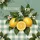 Rustic Welcome Lemons Blossom Branch Gingham Plaid - Farmhouse Home Decor Gift Garden Flag - 6
