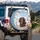 Dachshund Dog Magnolia Tree Flowers - Dog Lover Home Decor Gift Spare Tire Cover - 3