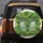 Green Leaf Canopy Covering Brick Building Pale Sage Windows - Home Decor Gift Spare Tire Cover - 5