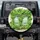 Green Leaf Canopy Covering Brick Building Pale Sage Windows - Home Decor Gift Spare Tire Cover - 1