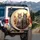 Majestic Tabby Cats Dawn Dusk Expansive Landscape Travel Essentials Cat Lover Gift Spare Tire Cover - 3
