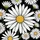 Prominent Daisy Floral Field White Petals Golden Center Black Background Everyday Style Spare Tire Cover - 6