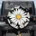 Prominent Daisy Floral Field White Petals Golden Center Black Background Everyday Style Spare Tire Cover - 1