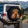 Baby Highland Calf Leopard Bow - Farmhouse Home Decor Gift for Cow Lover Spare Tire Cover - 3