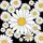 Black Field White Daisy Flower Cluster - Nature Lover Gift for Flower Lovers Spare Tire Cover - 6