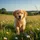 Fluffy Golden Retriever Puppy Running Sunlit Green Grass Landscape - Pet Lover Gift Spare Tire Cover - 6
