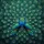 Two Majestic Peacocks Fanned Tail Feathers Distinct Eye-Spots - Wildlife Lover Gift Spare Tire Cover - 6