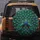 Two Majestic Peacocks Fanned Tail Feathers Distinct Eye-Spots - Wildlife Lover Gift Spare Tire Cover - 5