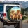 Golden Retrievers Sunglasses Road Trip Palm Fronds - Dog Lover Travel Gift Spare Tire Cover - 3