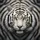 Majestic White Tiger Intense Gaze Black Stripes - Wildlife Lover Gift for Animal Lovers Spare Tire Cover - 6